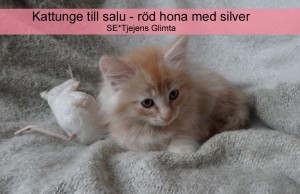 Kattungen Glimta till salu, röd hona med silver