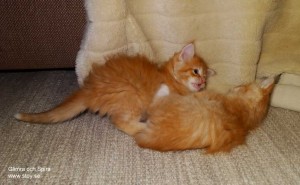Kattungen Glimra till höger brottas med syrran Spira som här ligger på rygg. Drygt fem veckor.