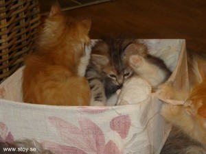 Kattungarna Glimra, Spira och Virva i lådan under julgranen.