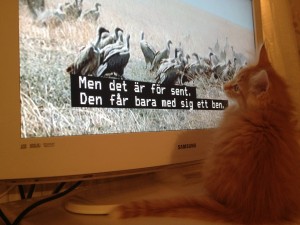 Kattungen Glimra kollar på djurprogram på tv. Här är Glimra 10 veckor.