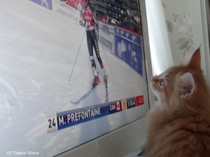 Kattungen Glimra gillar visst när det är skidor på tv. Hon har kolla flera gånger idag.