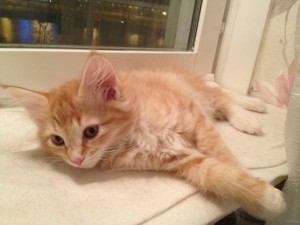 Kattungen Spira ligger och vilar i fönstret, 10,5 veckor ung.